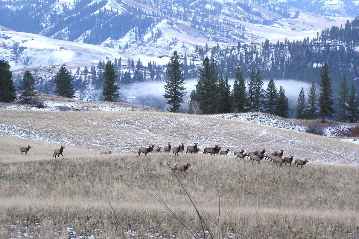 Wintering elk move through a field on the 4-O Ranch Wildlife Area above the Grande Ronde River. (Paul Wik / Washington Fish and Wildlife Department)