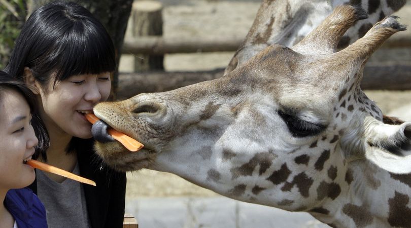 Women feed a giraffe during a promotional event for spring at the Everland amusement park in Yongin, South Korea, Thursday, April 8, 2010. (Lee Jin-man / Associated Press)
