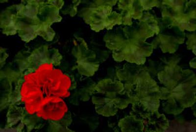 
A well-fed geranium is a happy geranium.
 (File/ / The Spokesman-Review)