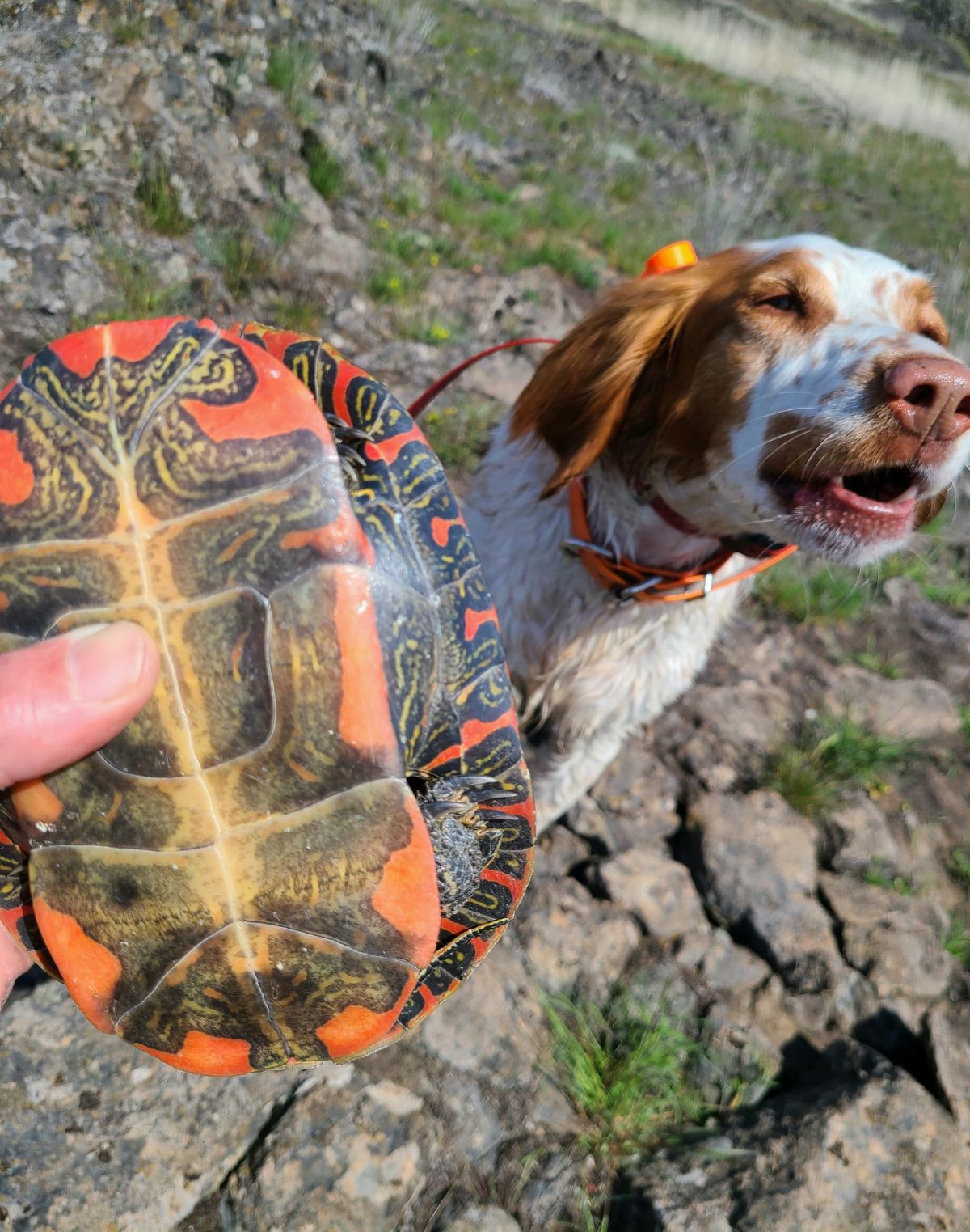 The bottom of a painted turtle’s shell is a colorful work of art. This turtle pulled its head, legs and tail into its shell when pointed out by Rich Landers’ dog, Ranger.  (RICH LANDERS/FOR THE SPOKESMAN-REVIEW)