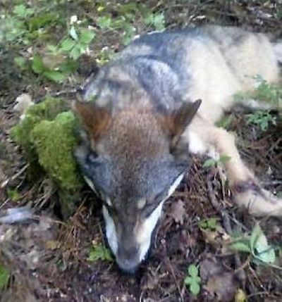 This 75-pound wolf was killed the day after an Aug. 24, 2013, attack on a teenager in a campground along the shore of Lake Winnibigoshish in the Chippewa National Forest of Minnesota.  (Minnesota Department of Natural Resources)