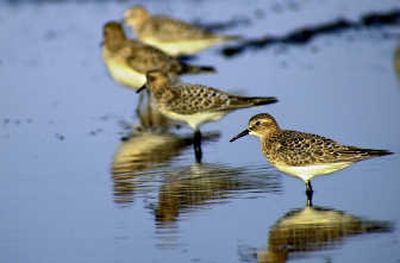 
Shorebirds are among the many migrants working their way through North America. 
 (File / The Spokesman-Review)