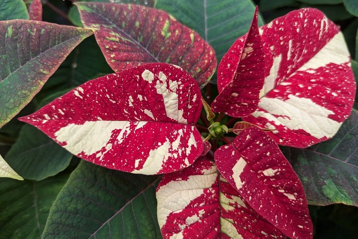 The flower for the poinsettia is actually the tiny green nubbins in the center of the colorful bracts. This variety, Superba New Glitter, features dark green leaves and variegated red and white bracts.  (Pat Munts/ For The Spokesman-Review)