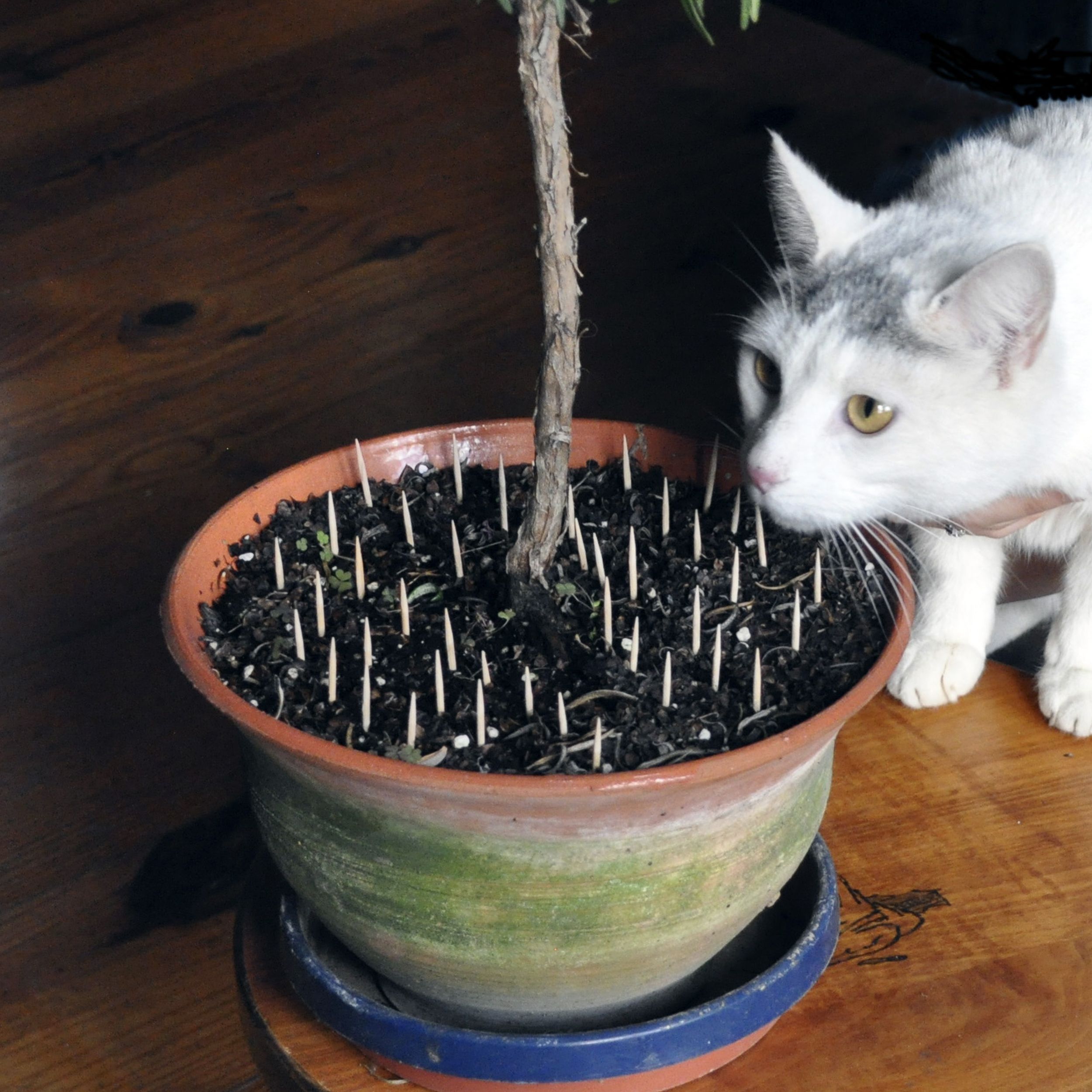 How To Stop Cats From Eating Plants Take care mixing cats, houseplants | The Spokesman-Review