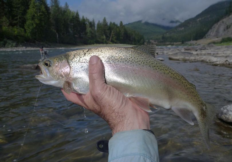 A rainbow trout caught by an angler fly fishing in the Clark Fork River. (Rich Landers)