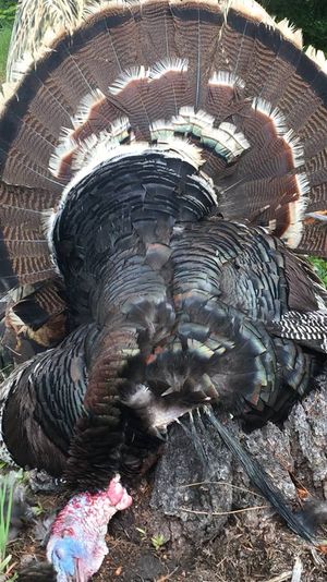  This Stevens County wild turkey tom taken by Thor Ostrom on May 21 during Eastern Washington's spring gobbler season had five beards totaling 30.5 inches. The longest was 10.5 inches. The bird weighed 21 pounds, 4 ounces. (Courtesy)