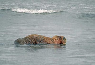 
This female was one of thousands of Pacific walruses above the Arctic Circle that died this year after the disappearance of sea ice caused them to crowd the shoreline.Associated Press
 (Associated Press / The Spokesman-Review)
