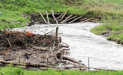 
Newly constructed log jams, intended to create better habitat for salmon, jut out into the Little Washougal River near Washougal, Wash., on Monday. The first in a series of locally produced blueprints for salmon recovery in the Columbia Basin was endorsed Monday by federal authorities, who will roll it into a comprehensive plan for the region by next year. 
 (Associated Press / The Spokesman-Review)