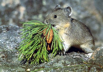 A photo supplied by the U.S. Geological Survey shows the mountain-dwelling American pika.  (Associated Press / The Spokesman-Review)