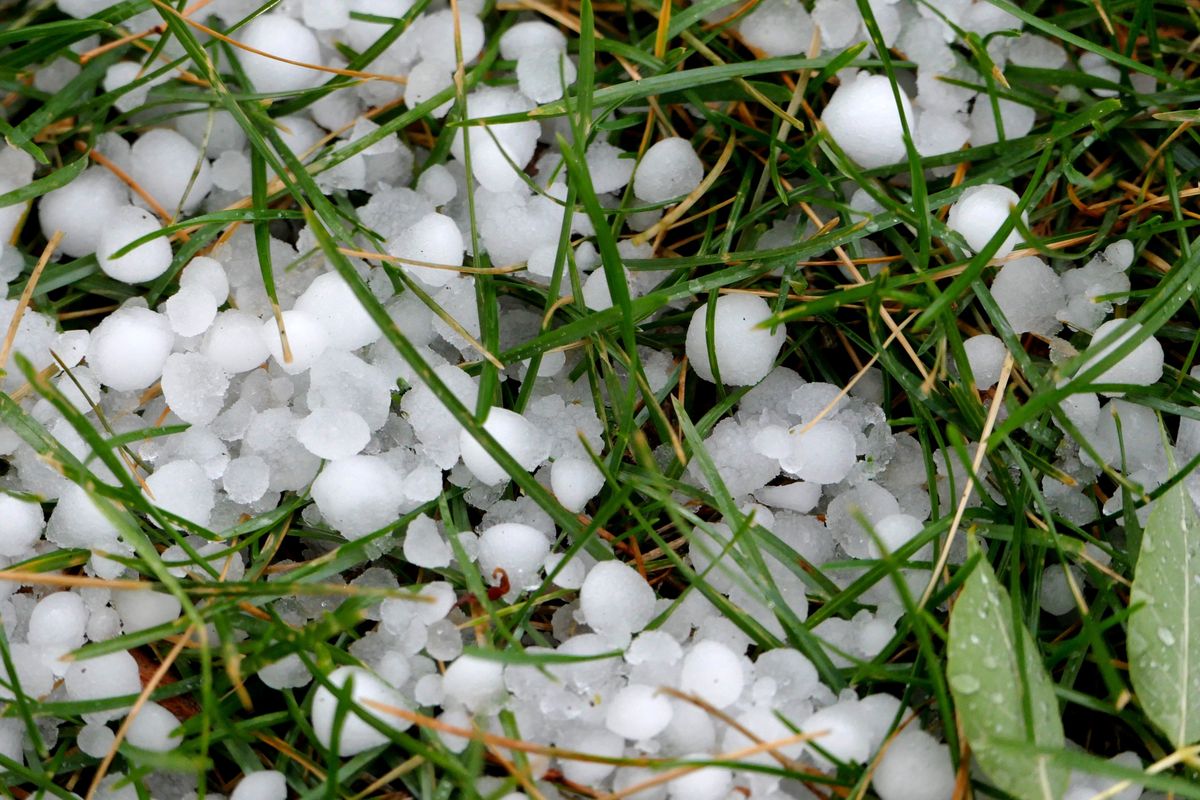 Quarter-inch hail pellets blanket Audubon Park in September 2017 after a quick-moving storm passed north of downtown Spokane.  (JESSE TINSLEY/THE SPOKESMAN-REVIEW)