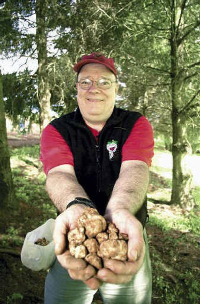 
Jack Czarnecki holds out a handful of white truffles he's harvested from the forest near Dayton, Ore.
 (Associated Press / The Spokesman-Review)