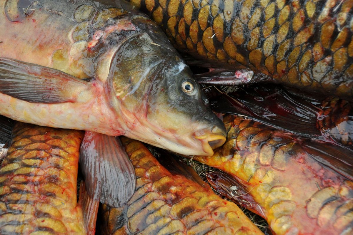 Bowfishermen will flock to Moses Lake on May 21 to shoot thousands of invasive carp.  (RICH LANDERS/THE SPOKESMAN-REVIEW)