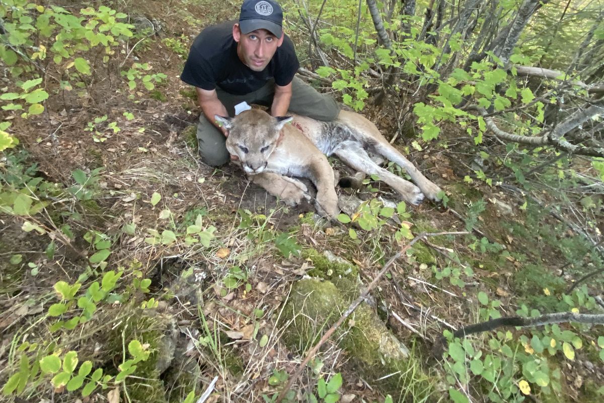 Brandon Reed poses with the tom cougar he shot Sept. 9 in Northeast Washington. The cougar was collared in 2018 and was at that time 197 pounds.  (Courtesy of Brandon Reed)