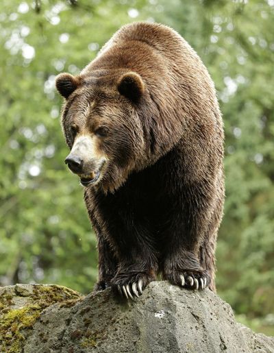 A grizzly bear at the Woodland Park Zoo. (Ted S. Warren / Associated Press)