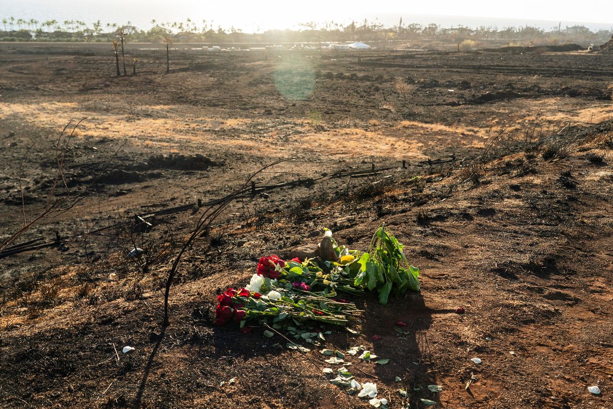 Flower offerings are left for the victims of the wildfire in Lahaina, Hawaii, on Aug. 16. July was the hottest month in modern times. Now, August is shaping up to be a month of extremes. (Go Nakamura/New York Times)
