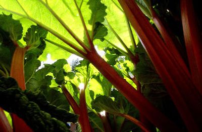 
Rhubarb grows alongside a South Hill home.
 (Brian Plonka / The Spokesman-Review)