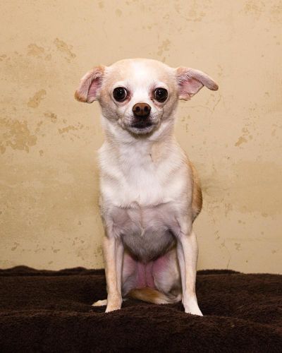 Missy, a female chihuahua, is available for adoption at Spokane County Regional Animal Protection Service. (Karen Fosberg / Karen Fosberg)