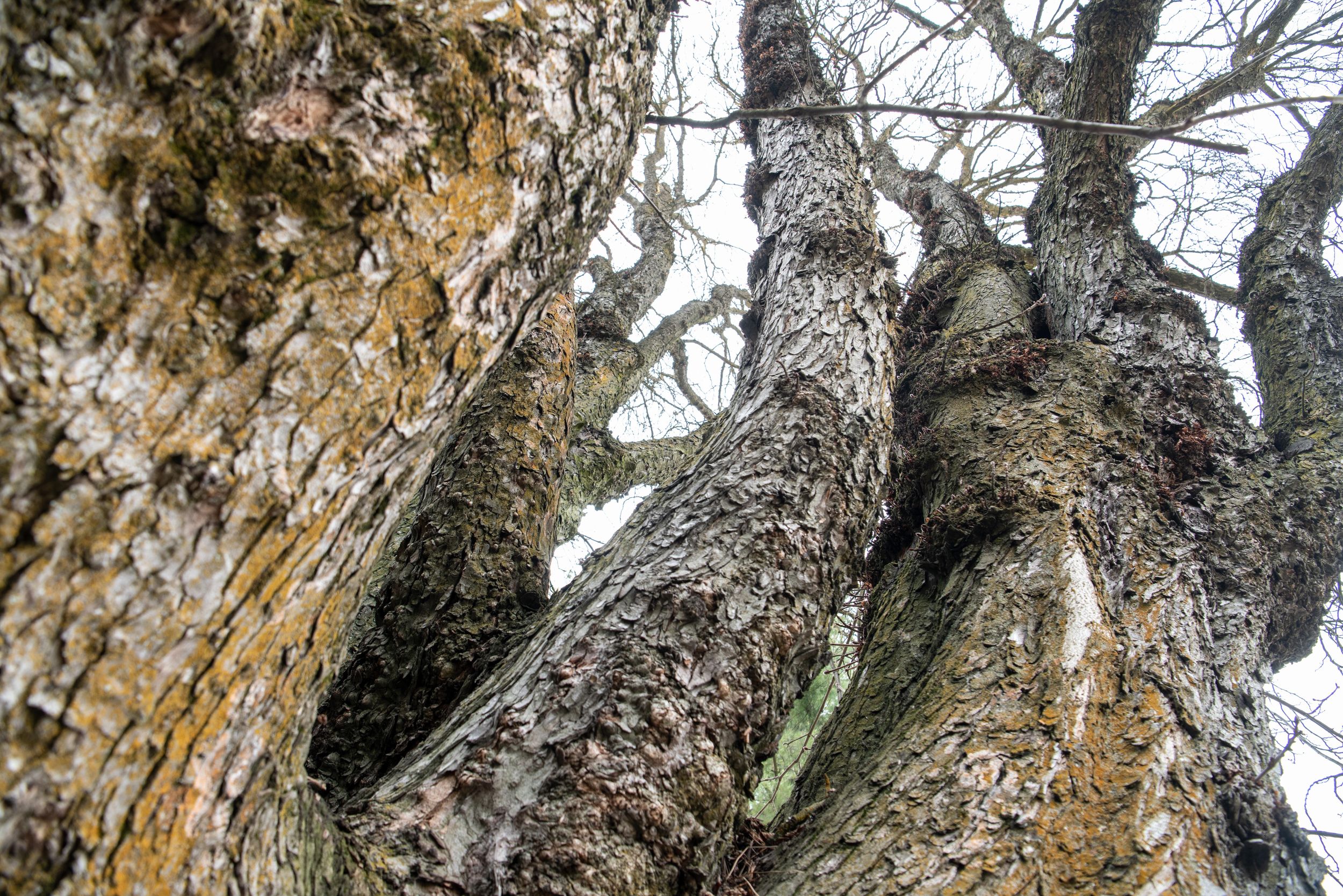 Spokane's most unique and historic trees May 7, 2019 The Spokesman