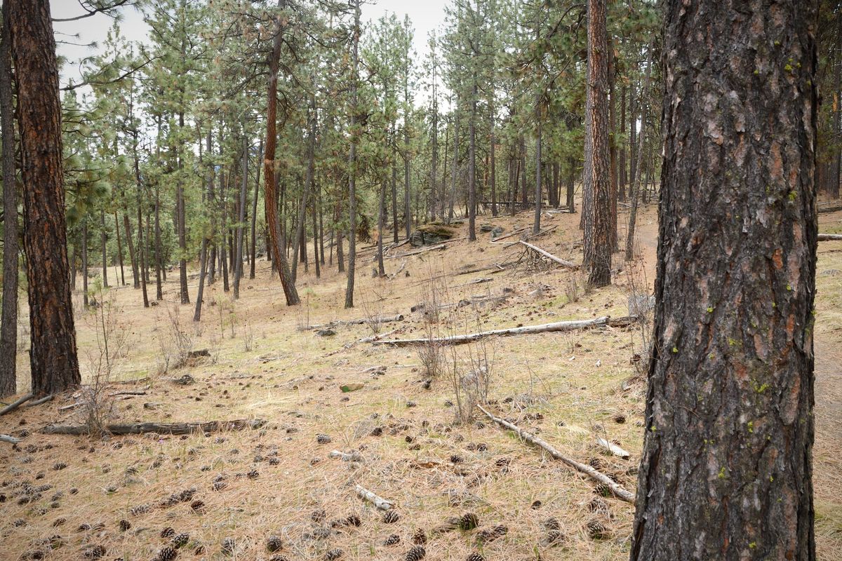 Pines dominate the landscape Friday in Dishman Hills near Ponderosa Elementary School. The Spokane County Commission on Tuesday agreed to buy more than 100 acres of land in Dishman Hills. The property will become public in mid-May.   (Colin Tiernan/The Spokesman-Review)