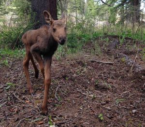  A moose calf was found near the bodies of its mother and sibling at the West Boulder Campground in Montana. The calf was later put down by Montana Fish, Wildlife and Parks (Bozeman Daily Chronicle)