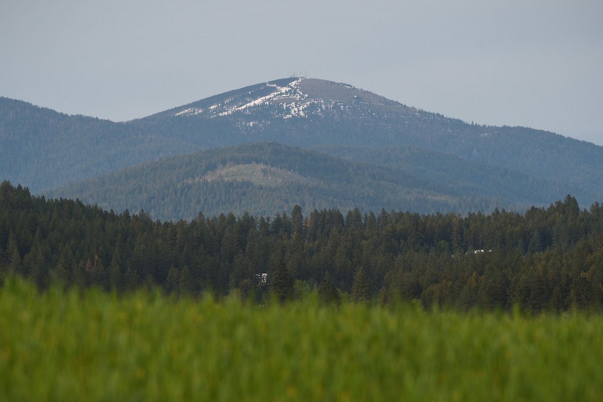 Mount Spokane, still covered in patchy snow, looms over forest and wheat fields in 2022. As Eastern Washington’s climate changes, snowpack will melt earlier, leaving the region with less naturally occurring water during the dry summer months.  (Colin Tiernan/The Spokesman-Review)