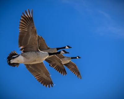 Canada geese are among the many birds that migrate. Birds migrating south through Oregon are displaying higher numbers in the H5N1 virus, or bird flu.  (Shutterstock)