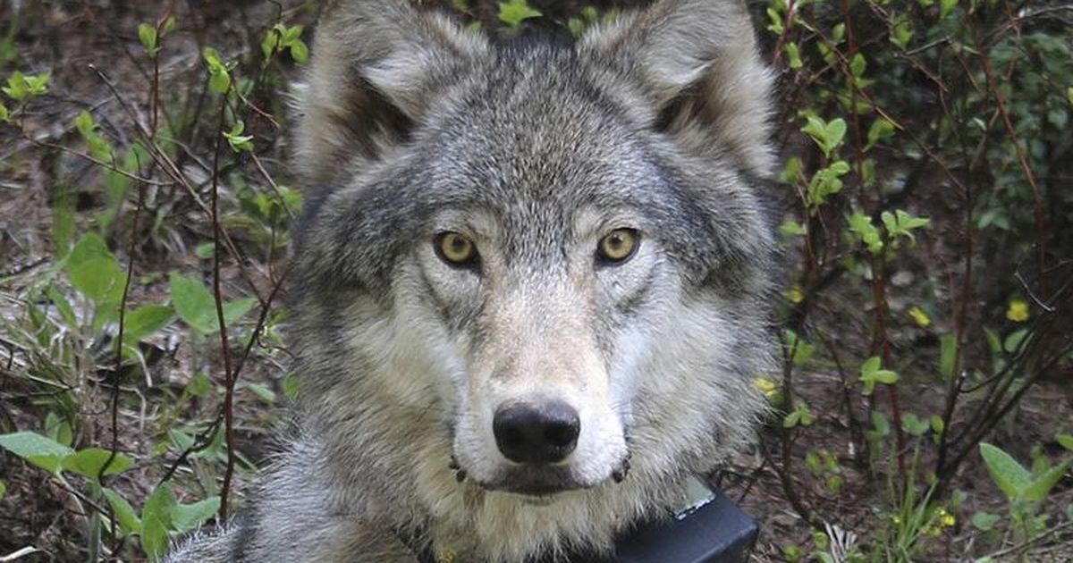 Montana wolf payout bill called The SpokesmanReview