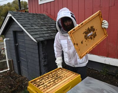 John Hoff carefully lifts a cover off a bee hive before adding an expansion box to it on Oct. 31, part of the beekeeping operation at a small farm south of Spokane where veterans can learn farming.  (Jesse Tinsley/THE SPOKESMAN-REVIEW)