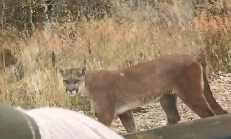 A mountain lion calmly walks past a pickup occupied by an Idaho Fish and Game conservation officer. (Idaho Department of Fish and Game)