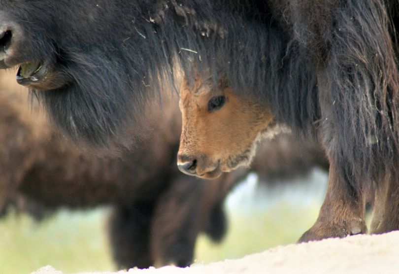 A bison calf peers from behind an adult bison. 
 (Justin Grigg / Missoulian)