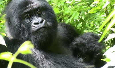 A gorilla and her baby are seen earlier this month  at the Virunga National Park, near the Ugandan border in eastern Congo.  (Associated Press / The Spokesman-Review)