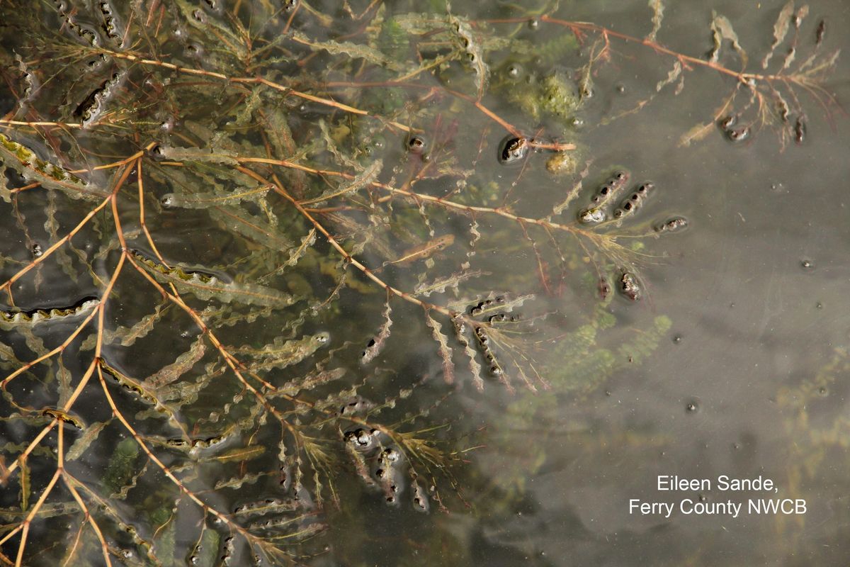 Curly leaf pondweed, a new aquatic invasive species, was confirmed in Lake Coeur d’Alene, Friday. (Courtesy)