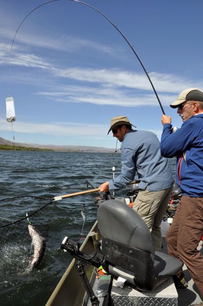 Dave Grove nets a fall chinook for David Moershel, of Spokane, while fishing Sept. 8, 2014, on the Columbia River. Federal fishery officials, on top of proposing an increase in fishing license prices, also are proposing changes to the operation of some Columbia River hatcheries, including a moderate reduction in fall chinook releases. (Rich Landers / The Spokesman-Review)