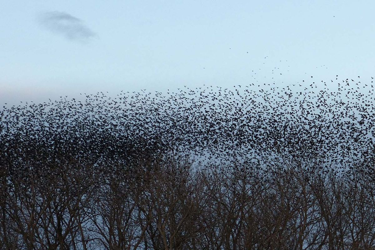 A huge flock of American robins in February 2013 near Walla Walla. (Carl Kjellstrand)