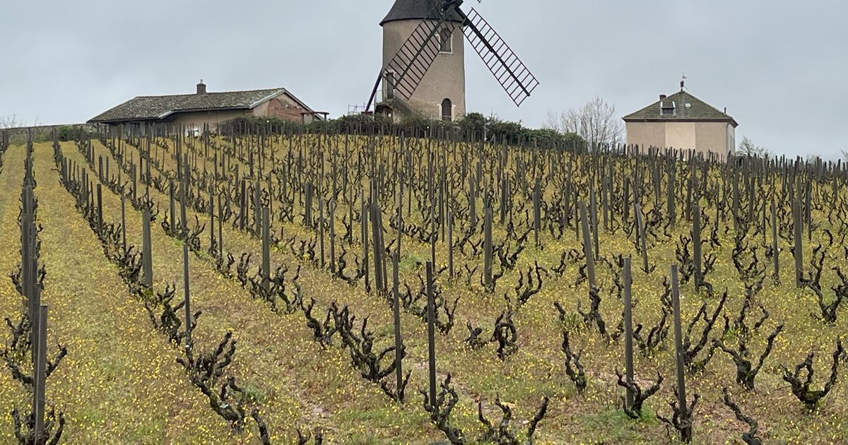 Beaujolais, known for casual wine, wants to be taken seriously