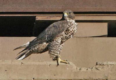 
A captive-raised gyrfalcon-prairie falcon hybrid that had been lost by an area falconer last year is seen here on a bridge above Hangman Creek. Before being recaptured by falconers last week, the bird apparently displaced the wild peregrine female that had nested under the Sunset Highway bridge for seven years. 
 (Photo by Tom Munson / The Spokesman-Review)