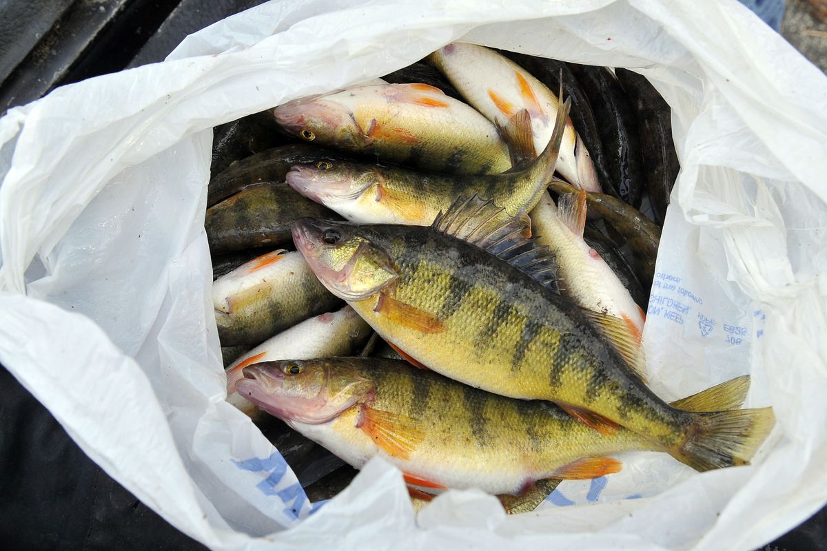 These perch, destined for a fish fry, were hooked at Fernan Lake on Friday by two fishermen from Osburn, Idaho.