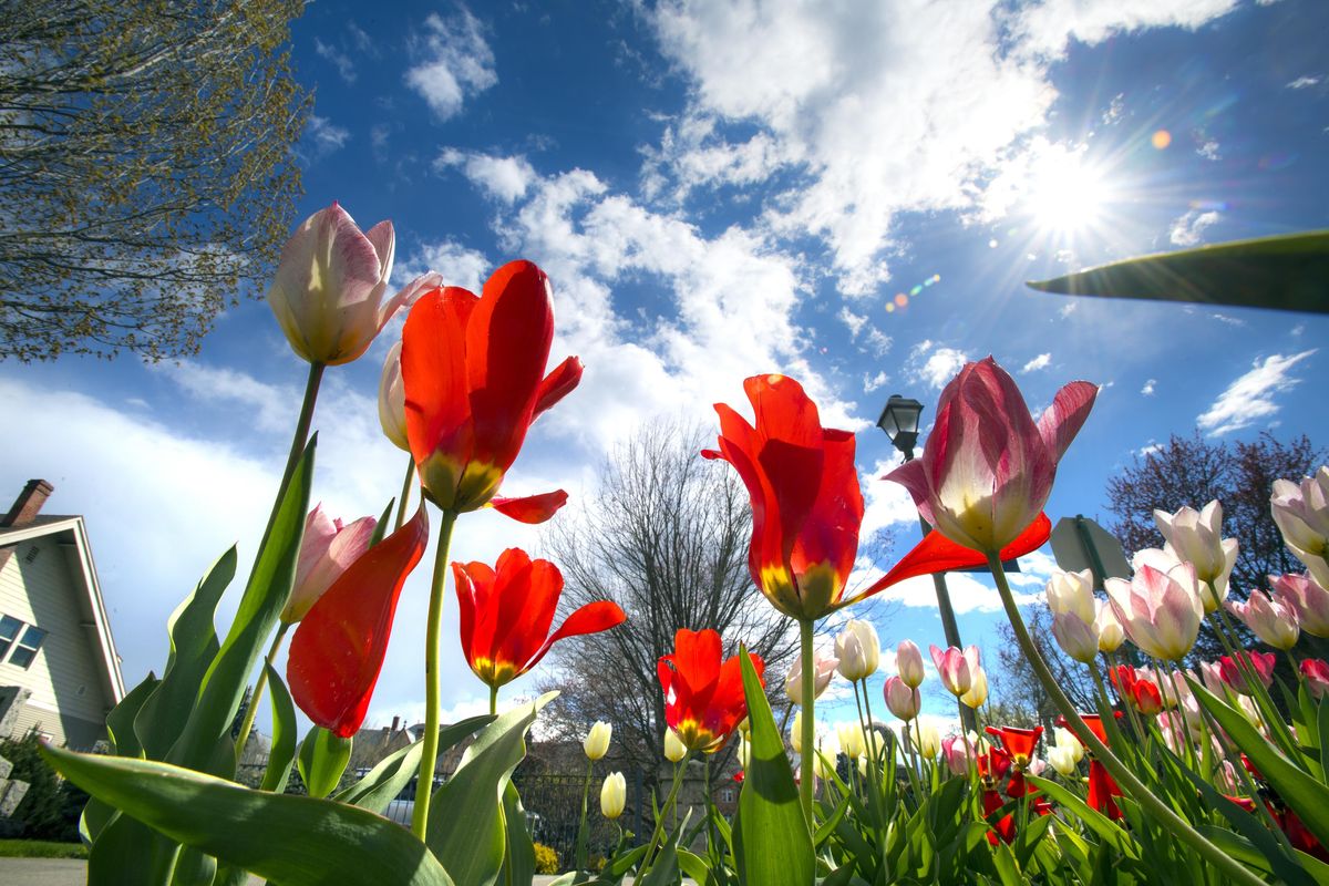 Tulips reach for the sky as the sun breaks out over the Crosby House on the Gonzaga University campus at the corner of Sharp Avenue and Addison Street on April 25. (DAN PELLE/The Spokesman- / DAN PELLE/The Spokesman-Review)