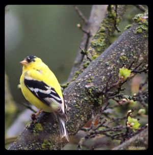 The goldfinch is a regular visitor to backyard feeders in Spokane and Eastern Washington. (Cheryl-Anne Millsap / Photo by Cheryl-Anne Millsap)