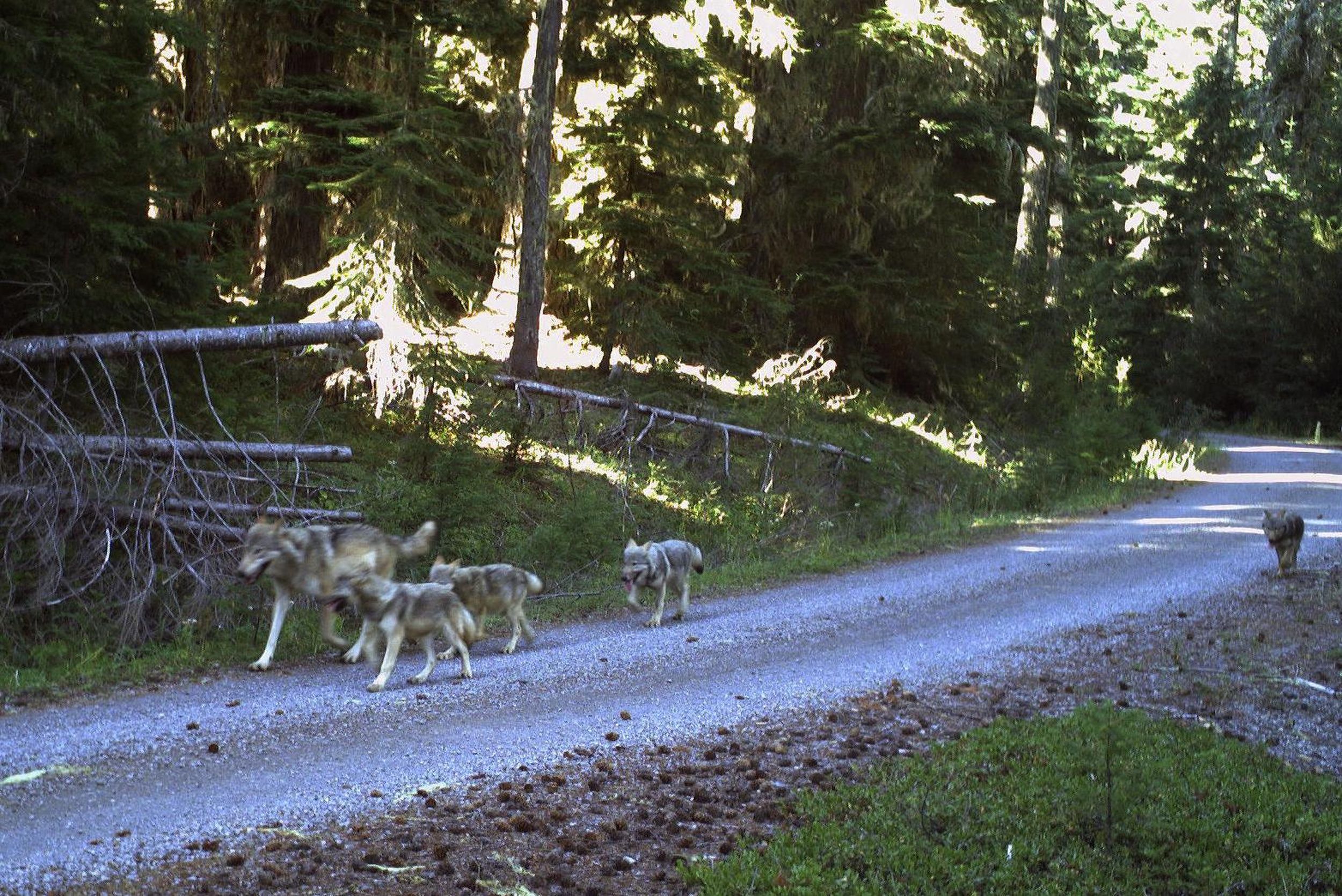 New wolf pack in western Oregon boasts 4 new pups The SpokesmanReview