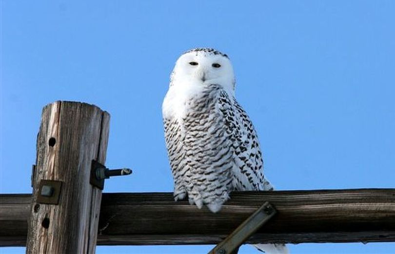 A snowy owl was photographed in Lincoln County on Dec. 10, 2010. The arctic visitors delight birdwatchers when they arrive in Eastern Washington each winter. (Buck Domitrovich)