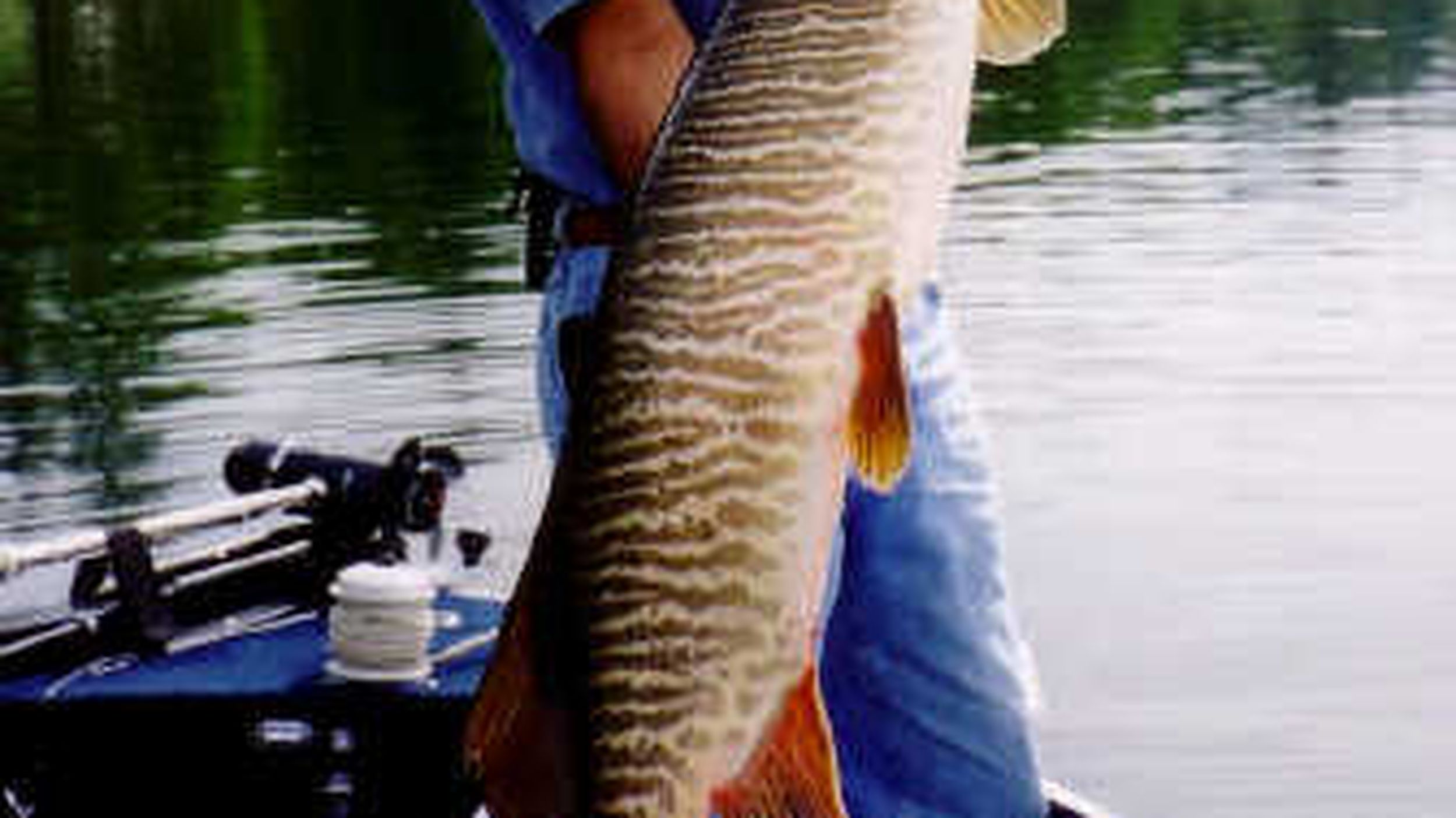 Tiger muskies are living large