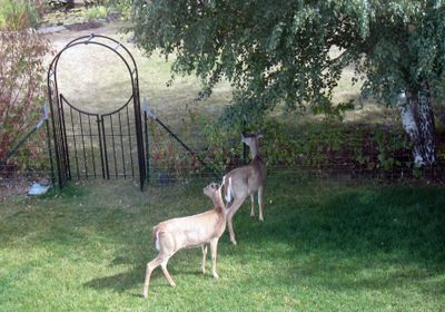 To these deer, a 4-foot tall fence is just a speed bump. Special to  (SUSAN MULVIHILL Special to / The Spokesman-Review)