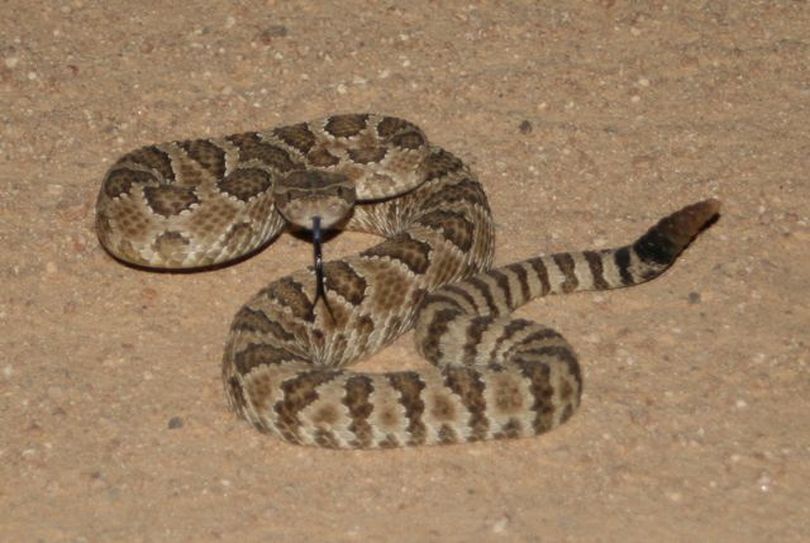 Idahoans can now legally sell the skins of a limited number of rattlesnakes like this one, something that previously was strictly illegal, thanks to new Idaho Fish & Game rules. (Courtesy photo / Idaho Fish and Game Department)