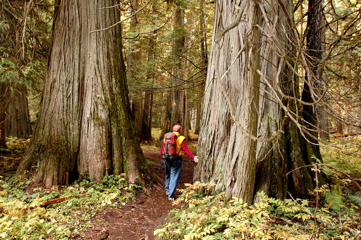 The Ross Creek Scenic Area’s ancient cedars are among gems that would be protected in the proposed Scotchman Peaks Wilderness straddling the Montana-Idaho border. (ROB CHANEY)