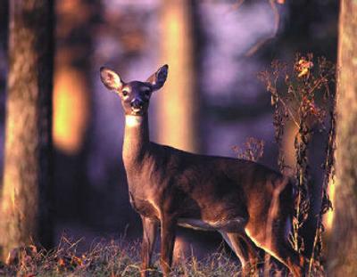 
It's important to drive with extreme care in areas heavily populated by deer.
 (Photospin / The Spokesman-Review)