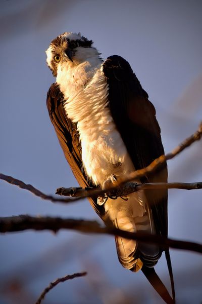 Angela Marie Slotten took this photo of an osprey near Hauser Lake. “After a nice, long warm winter in Central or South America, the osprey of Hauser return to the day each year,” Slotten writes. “What a welcome sight!”  (Courtesy of Angela Marie Slotten)