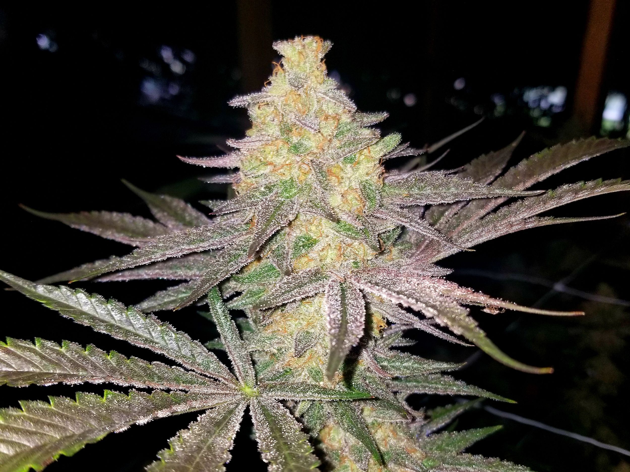 Strain of the Month: Black Mamba | The Spokesman-Review