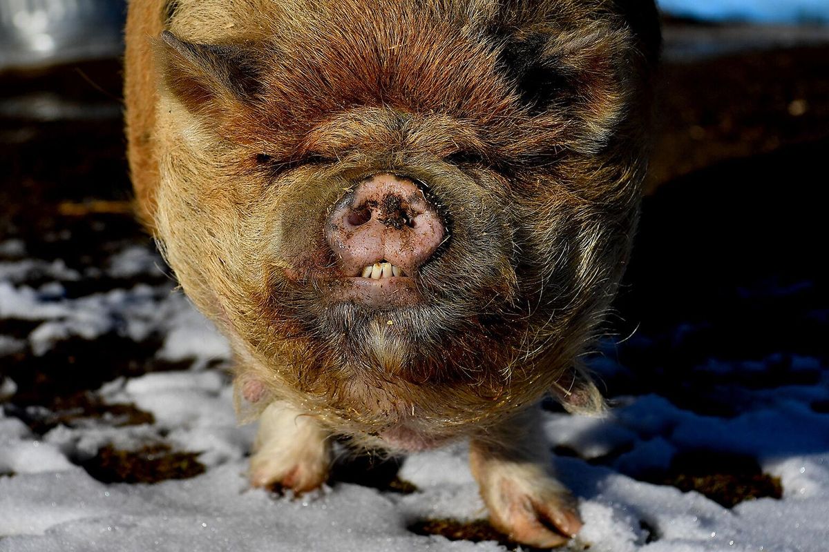 Kathy Florillo waits for the fateful smooch with Lucky P the pig Friday in Deer Park. Lucky P mills around his home in the yard of his owner, Finch sixth-grade teacher Stevie Dezellem.  (Tyler Tjomsland/The Spokesman-Review)