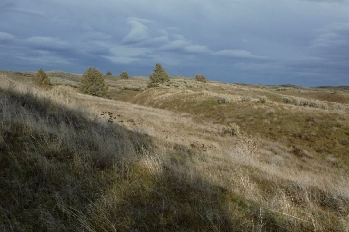 Juniper Dunes Wilderness east of Pasco, Washington. (Holly Weiler)